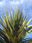 young Cabbage trees